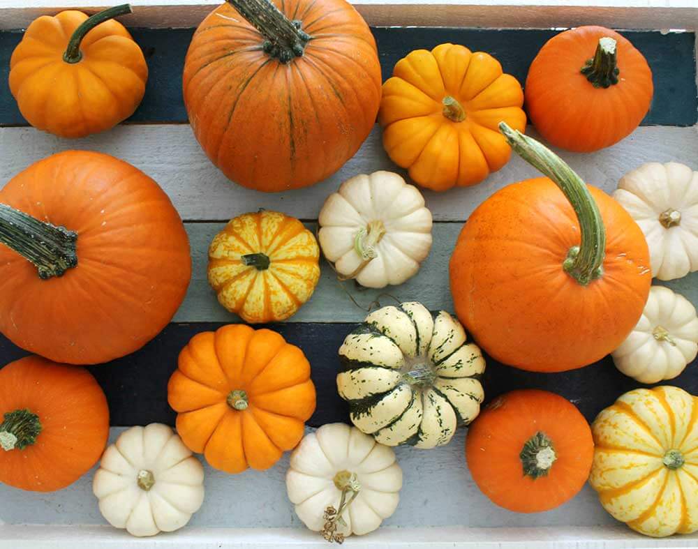 Mini gourds and Pie Pumpkins - Fresh Forward