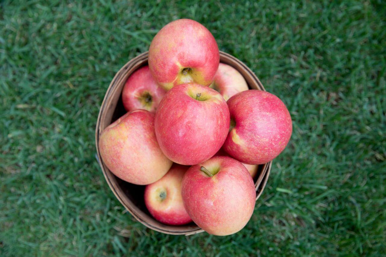 Ludacrisp apples: Fast facts about the latest apple variety - Fresh Forward